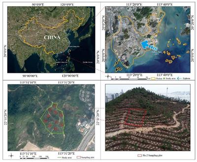 Growth patterns and environmental adaptions of the tree species planted for ecological remediation in typhoon-disturbed areas—A case study in Zhuhai, China